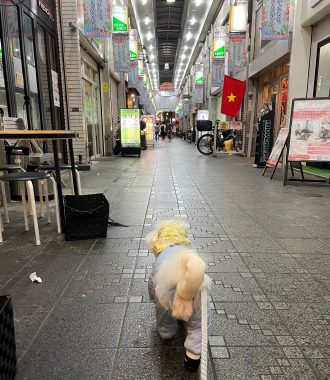 ビションフリーゼ　おもち  おもちふくらむ 10月2日(水曜) IMG_5982-330x380