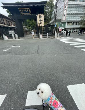 ビションフリーゼ　おもち  10月6日はおもち記念日＼(^o^)／ IMG_6019-296x380