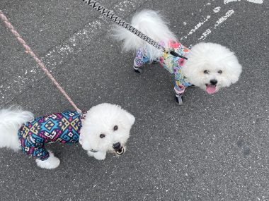 ビションフリーゼ　おもち  10月6日はおもち記念日＼(^o^)／ IMG_6024-380x285