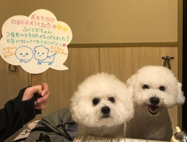 ビションフリーゼ　おもち  10月6日はおもち記念日＼(^o^)／ IMG_6042-380x290