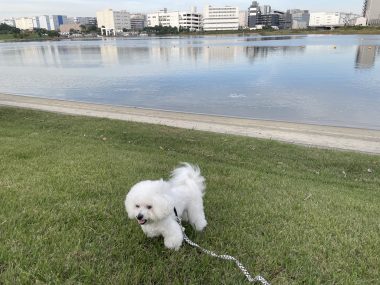 ビションフリーゼ　おもち  おもさんぽ彡彡 IMG_6386-380x285