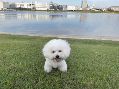 ビションフリーゼ　おもち  おもさんぽ彡彡 IMG_6389-380x285