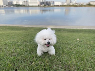 ビションフリーゼ　おもち  おもさんぽ彡彡 IMG_6390-380x285