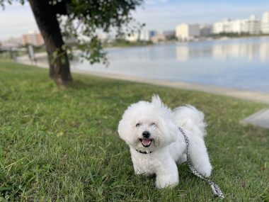 ビションフリーゼ　おもち  おもさんぽ彡彡 IMG_6391-380x285