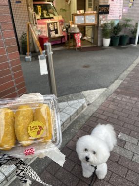 ビションフリーゼ　おもち  おもさんぽ彡彡 IMG_6402-285x380