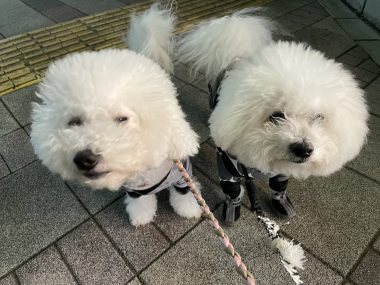 ビションフリーゼ　おもち  バイトご飯・おもふくさんぽ彡 IMG_6489-380x285