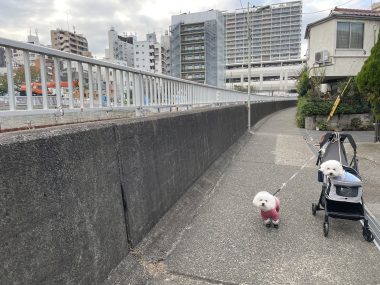 ビションフリーゼ　おもち  おもちふくおじさんぽ彡おじ飲み IMG_6527-380x285