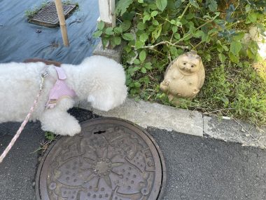 ビションフリーゼ　おもち  おもちペットドック・ふくさんぽ彡 IMG_6575-380x285