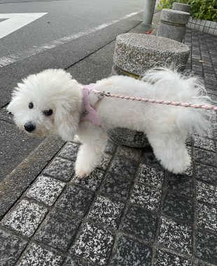 ビションフリーゼ　おもち  おもちふくらむ11月28日(木曜) IMG_6711-310x380