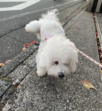 ビションフリーゼ　おもち  おもちふくらむ11月28日(木曜) IMG_6712-349x380