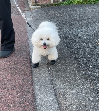 ビションフリーゼ　おもち  ふくらむちゃん医療センター受診の日 IMG_6744-339x380