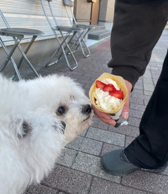 ビションフリーゼ　おもち  ふくらむちゃん医療センター受診の日 IMG_6750-329x380