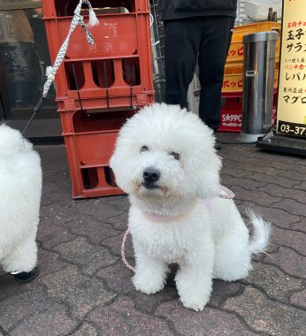 ビションフリーゼ　おもち  ふくらむちゃん医療センター受診の日 IMG_6753-346x380