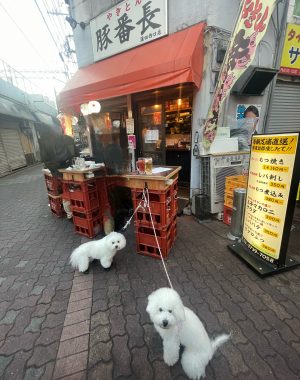 ビションフリーゼ　おもち  ふくらむちゃん医療センター受診の日 IMG_6754-300x380