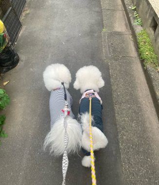 ビションフリーゼ　おもち  おもちふくらむさんぽ彡 IMG_6805-327x380