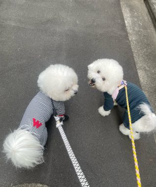 ビションフリーゼ　おもち  おもちふくらむさんぽ彡 IMG_6808-317x380