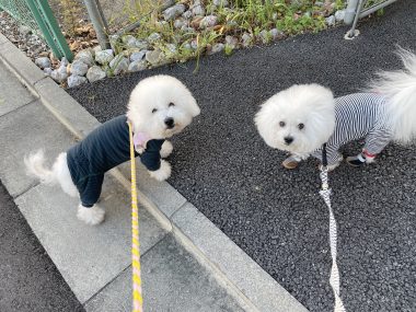 ビションフリーゼ　おもち  ふくらむっちゃーん！走ったよ！ IMG_6871-380x285