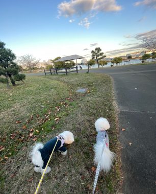 ビションフリーゼ　おもち  ふくらむっちゃーん！走ったよ！ IMG_6874-306x380