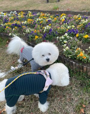 ビションフリーゼ　おもち  ふくらむっちゃーん！走ったよ！ IMG_6881-300x380