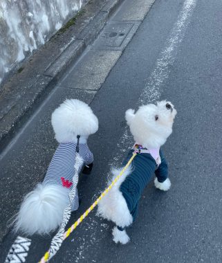 ビションフリーゼ　おもち  おもちふく、鍼灸クリニックの日 IMG_6929-321x380