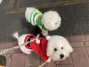 ビションフリーゼ　おもち  おもちふくらむ 12月25日のこと IMG_6999-380x285