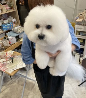 お誕生日 ビションフリーゼ　おもち  ふくらむちゃんお誕生日おめでとう☆ IMG_7017-333x380