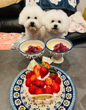 お誕生日 ビションフリーゼ　おもち  ふくらむちゃんお誕生日おめでとう☆ IMG_7031-299x380