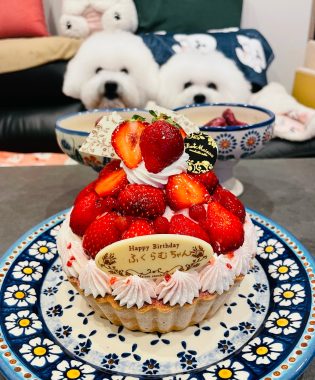 お誕生日 ビションフリーゼ　おもち  ふくらむちゃんお誕生日おめでとう☆ IMG_7032-315x380