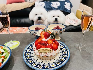 お誕生日 ビションフリーゼ　おもち  ふくらむちゃんお誕生日おめでとう☆ IMG_7034-380x285