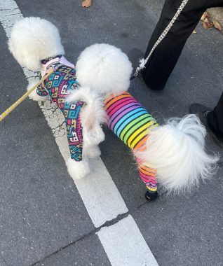 ビションフリーゼ　おもち  ふくらむちゃんお誕生日会 IMG_7063-318x380