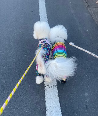 ビションフリーゼ　おもち  ふくらむちゃんお誕生日会 IMG_7064-321x380