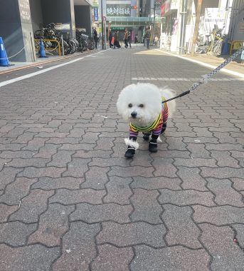 ビションフリーゼ　おもち  ふくらむちゃんお誕生日会 IMG_7069-343x380