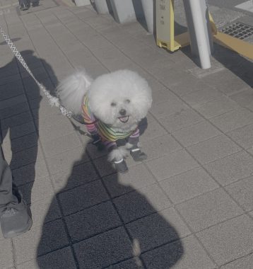 ビションフリーゼ　おもち  ふくらむちゃんお誕生日会 IMG_7070-358x380