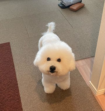 ビションフリーゼ　おもち  ふくらむちゃんお誕生日会 IMG_7072-360x380