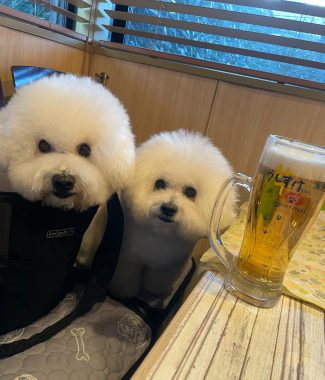 ビションフリーゼ　おもち  ふくらむちゃんお誕生日会 IMG_7075-325x380