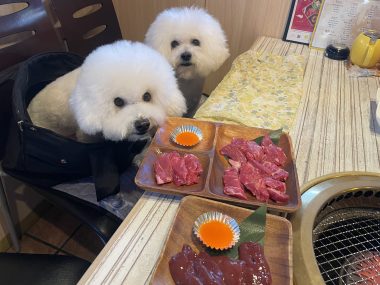 ビションフリーゼ　おもち  ふくらむちゃんお誕生日会 IMG_7078-380x285