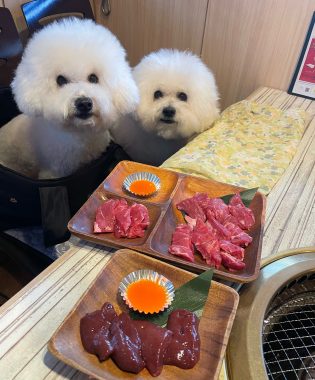 ビションフリーゼ　おもち  ふくらむちゃんお誕生日会 IMG_7081-315x380