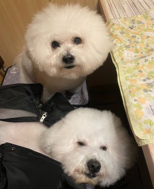 ビションフリーゼ　おもち  ふくらむちゃんお誕生日会 IMG_7094-309x380