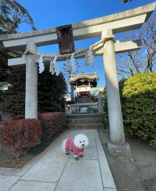 ビションフリーゼ　おもち  初夢がふくらむちゃん！ IMG_7144-311x380