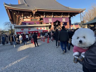 ビションフリーゼ　おもち  初夢がふくらむちゃん！ IMG_7151-380x285