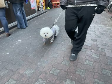 ビションフリーゼ　おもち  1月4日(土曜)ふくらむちゃんお見舞い IMG_7231-380x285