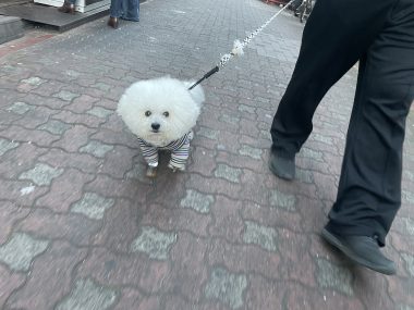 ビションフリーゼ　おもち  1月4日(土曜)ふくらむちゃんお見舞い IMG_7232-380x285