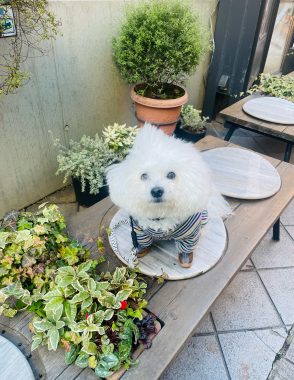 ビションフリーゼ　おもち  ふくらむちゃん抜糸しました IMG_7303-294x380