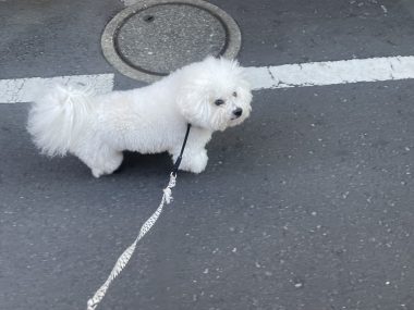 ビションフリーゼ　おもち  おもちふくらむと最近 IMG_7351-380x285