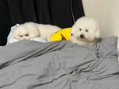 ビションフリーゼ　おもち  ふくらむちゃんのコルセットオーダー IMG_7423-380x285