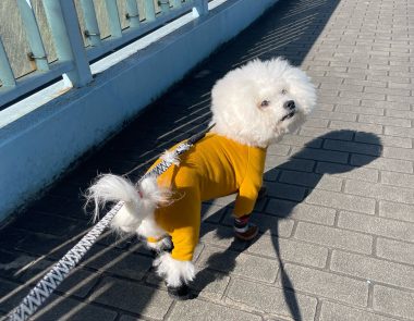 ビションフリーゼ　おもち  ふくらむちゃんのコルセット完成☆ IMG_7612-380x295