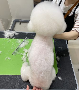 ビションフリーゼ　おもち  ふくらむちゃんもトリミング IMG_8361-332x380