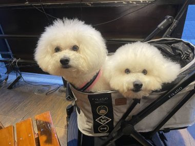 ビションフリーゼ　おもち  ふくリハビリおもちのドンピノキオ IMG_8428-380x285