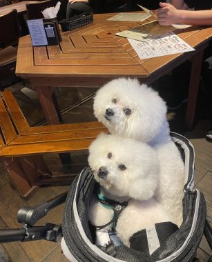 ビションフリーゼ　おもち  ふくリハビリおもちのドンピノキオ IMG_8429-307x380