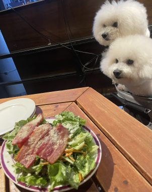 ビションフリーゼ　おもち  ふくリハビリおもちのドンピノキオ IMG_8431-302x380